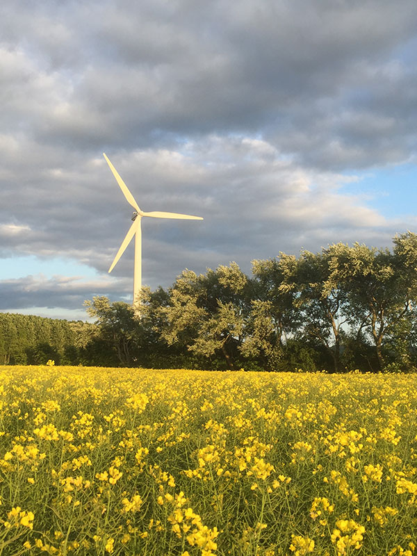 A wind turbine appearing from a field of sunflowers