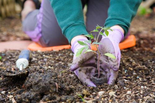 Chorley Council Allotment Survey